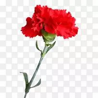 香石竹切花-空若网 香石竹切花-空若网