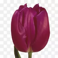 荷兰郁金香花-郁金香-空若网 荷兰郁金香花-郁金香-空若网