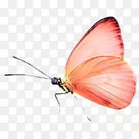 蝶昆虫-空若网 蝶昆虫-空若网