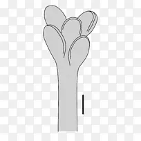 ��ָ����ֲ���������-������