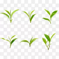 绿叶草枝绿草-空若网 绿叶草枝绿草-空若网