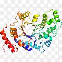 人体珠宝有机体剪贴画.珠宝-空若网 人体珠宝有机体剪贴画.珠宝-空若网