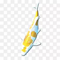 锦鲤海洋-设计-空若网 锦鲤海洋-设计-空若网