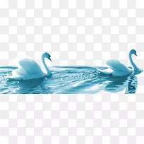 Cygnini游泳偶像-游泳天鹅-空若网 Cygnini游泳偶像-游泳天鹅-空若网