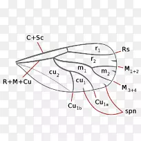 昆虫翅膀跳跃植物虱子瓢虫动物-空若网 昆虫翅膀跳跃植物虱子瓢虫动物-空若网