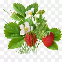 草莓果-草莓树-空若网 草莓果-草莓树-空若网