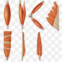 肌肉系统肌肉组织人体肌细胞-空若网 肌肉系统肌肉组织人体肌细胞-空若网