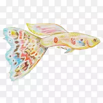 金鱼鱼缸养鱼-空若网 金鱼鱼缸养鱼-空若网