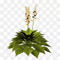 切花盆栽花草开花植物-空若网 切花盆栽花草开花植物-空若网