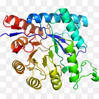 人体珠宝线有机体剪贴画线-空若网 人体珠宝线有机体剪贴画线-空若网