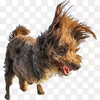 喜剧野生动物摄影奖摄影师奖-空若网 喜剧野生动物摄影奖摄影师奖-空若网