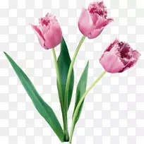 郁金香桌面壁纸-花-空若网 郁金香桌面壁纸-花-空若网