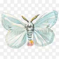 杀虫蛾昆虫翅微软天青-无序队列跳跃-空若网 杀虫蛾昆虫翅微软天青-无序队列跳跃-空若网