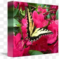 ����ֲ��ۺ�ɫm-�������-������