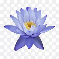 埃及莲花-空若网 埃及莲花-空若网