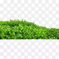 �̲�Ҷ��-������