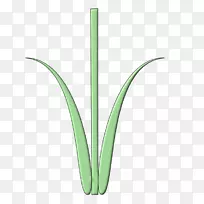 草本植物茎叶绿草-空若网 草本植物茎叶绿草-空若网