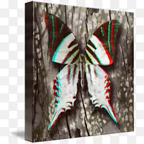 飞蛾对称-光滑的蝴蝶-空若网 飞蛾对称-光滑的蝴蝶-空若网