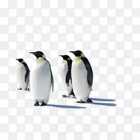 桌面壁纸多显示器电脑监控企鹅笔记本电脑企鹅-空若网 桌面壁纸多显示器电脑监控企鹅笔记本电脑企鹅-空若网