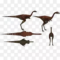 伶盗龙动物-动物-空若网 伶盗龙动物-动物-空若网