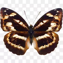 蝴蝶昆虫兆字节剪贴画-蝴蝶昆虫-空若网 蝴蝶昆虫兆字节剪贴画-蝴蝶昆虫-空若网