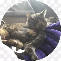 胡须,科拉特小猫,毛皮鼻子-小猫-空若网 胡须,科拉特小猫,毛皮鼻子-小猫-空若网