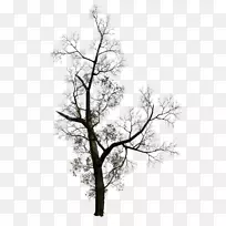 ��֦������-��-������