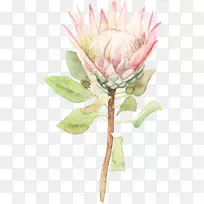 �Ǵ�ˮ�ʻ�ֲ�ﾥ��-������