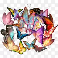 蝴蝶昆虫摄影.蝴蝶-空若网 蝴蝶昆虫摄影.蝴蝶-空若网