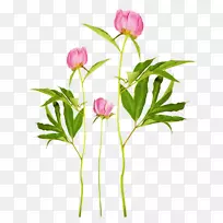 牡丹剪贴画-牡丹-空若网 牡丹剪贴画-牡丹-空若网