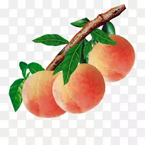 桃食-空若网 桃食-空若网