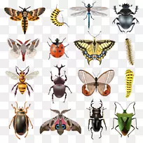 ���������ͼ.��ͨ����-������