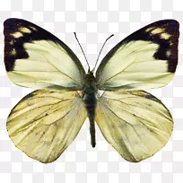 猫头鹰蝴蝶昆虫白尾摄影.蝴蝶昆虫-空若网 猫头鹰蝴蝶昆虫白尾摄影.蝴蝶昆虫-空若网