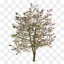 С֦��ľ������-������