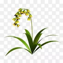 草花盆植物茎夹艺术-花-空若网 草花盆植物茎夹艺术-花-空若网