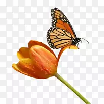 蝴蝶昆虫剪贴画-蝴蝶昆虫-空若网 蝴蝶昆虫剪贴画-蝴蝶昆虫-空若网