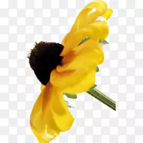 花瓣近距离开花植物茎-空若网 花瓣近距离开花植物茎-空若网