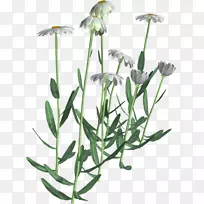 开花植物中草药植物茎花-空若网 开花植物中草药植物茎花-空若网