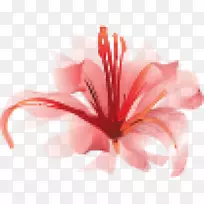 红蜘蛛百合水彩画-花-空若网 红蜘蛛百合水彩画-花-空若网