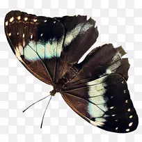 蝶蛾科昆虫-蝴蝶昆虫-空若网 蝶蛾科昆虫-蝴蝶昆虫-空若网