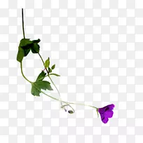 叶植物茎花瓣时间开花植物-叶-空若网 叶植物茎花瓣时间开花植物-叶-空若网