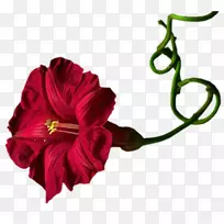 切花,开花植物,花瓣花-空若网 切花,开花植物,花瓣花-空若网