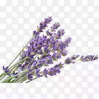 英国薰衣草花,法国薰衣草,齿状薰衣草,有梗花-空若网 英国薰衣草花,法国薰衣草,齿状薰衣草,有梗花-空若网