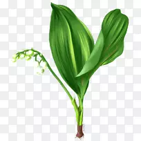 叶草植物茎花家族-一个温和的交易送礼-空若网 叶草植物茎花家族-一个温和的交易送礼-空若网