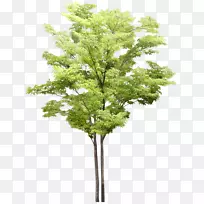 ����ɽ����-������