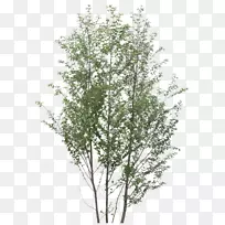 灌木树枝-空若网 灌木树枝-空若网