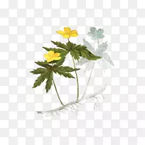 花瓣叶植物茎开花植物-叶-空若网 花瓣叶植物茎开花植物-叶-空若网