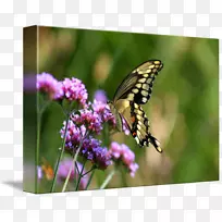 帝王蝶-空若网 帝王蝶-空若网