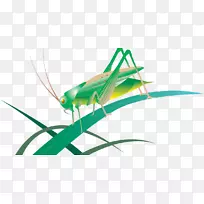 昆虫蝗虫-空若网 昆虫蝗虫-空若网