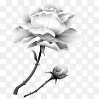 花园玫瑰花植物剪贴画-花-空若网 花园玫瑰花植物剪贴画-花-空若网